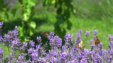 Butterfly flying over the lavender flower