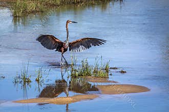 Goliath heron in Kruger National park, South Africa