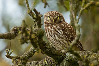 Little Owl in an apple tree