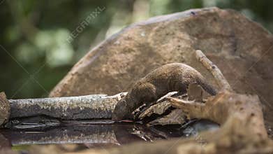 Common dwarf mongoose in Kruger National park, South Africa
