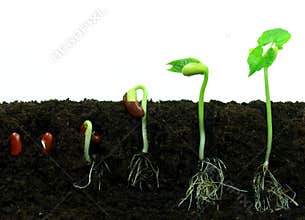 Germination sequance