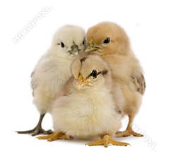 Three chicks
