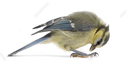Young Blue Tit, Cyanistes caeruleus, looking down