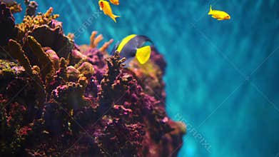 Aquarium with various kinds of fish swimming in the main tank