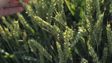 Background from green organic natural malt farmer checks plants for quality