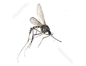 Small mosquito isolated on white