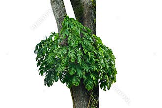 Jungle tree trunk with tropical foliage plants, climbing Monstera Monstera deliciosa and forest orchid green leaves growing in w