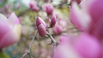 Flowers of pink magnolia. Magnolia tree blossom