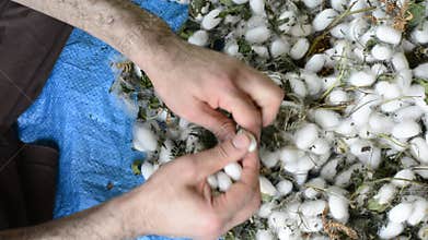 Man hand removing extra fibers from white silkworm cocoon shells- source of silk thread and silk fabric