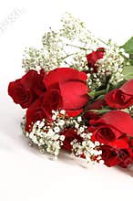 Valentine Roses