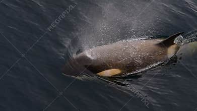 Killer whales, mother with baby in Antarctica
