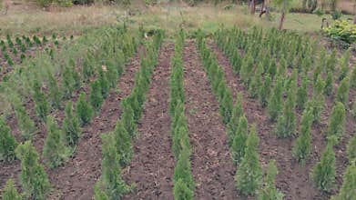 Alternative to the Christmas tree. Aerial view of a plant farm. Coniferous seedlings, flora in agriculture. Sale of