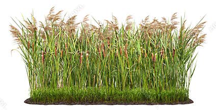 Cut out plant. Reed grass