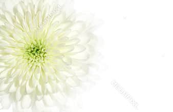 Chrysanthemum