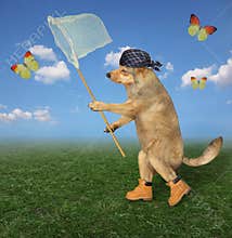 Dog catches yellow butterfly 2