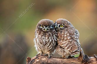 Two young Little owls, Athene noctua, sitting on a stick pressed against each other