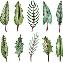 Watercolor collection of green tree branches. Fir and spruce twigs. Christmas decoration clipart.