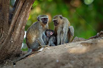 Vervet Monkey - Chlorocebus pygerythrus - family with parents and children of monkey of the family Cercopithecidae native to