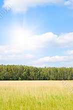 Yellow grass field near forest edge.