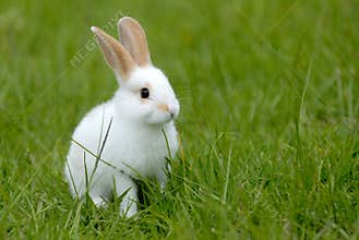 White rabbit on the grass