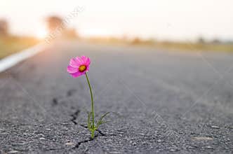 Close up, purple flower growing in crack street background
