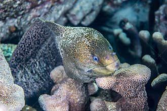 Giant moray fish