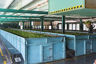 Nuwara, Sri Lanka: 03/20/2019: Glen Loch tea plantation factory  -interior processing plant