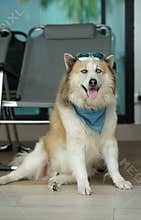 Large brown color mixed breed dog lying on the floor with blue sunglass