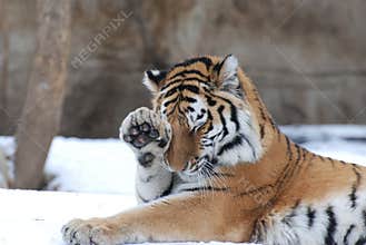 Shy tiger
