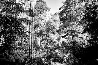 Black and white picture of a tree in the big forest