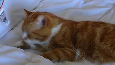 Ginger Cat Yawning and Grooming Itself 4K Video