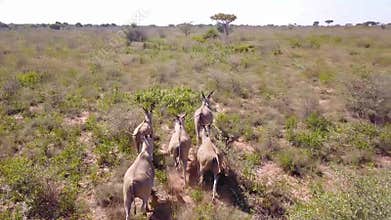 Aerial footage of herd of Cape Eland running through African bush