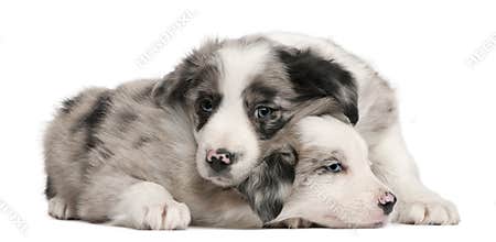 Blue Merle Border Collie puppies, 6 weeks old