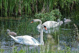 Swan family in the sedge thickets