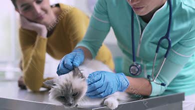 Professional female vet examining a cat at the clinic
