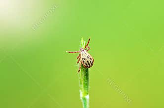 Ixodidae hard tick sitting on grass tip in green background