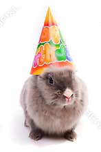 Bunny in a happy birthday cap