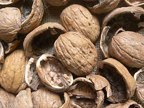 Dry empty Walnut shell