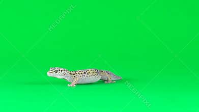 Yellow and brown spotted leopard gecko eublefar isolated at green screen. Close up. Slow motion.