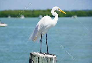 A white egret standing on a pole by the canal near Madeira Beach, Florida, U.S.A