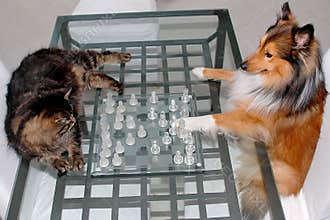 Cat And Dog Competition