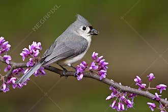 Tufted Titmouse on Redbud