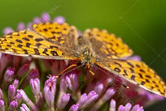 Alpine hairy close-up butterfly with a eye like soccer ball on purple flower
