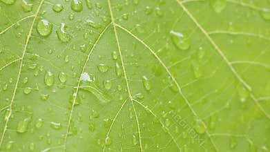 Waterdrops after the rain on a green vine leave moving gently in the wind