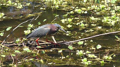 Green heron fishing in a swamp.