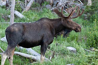Bull moose