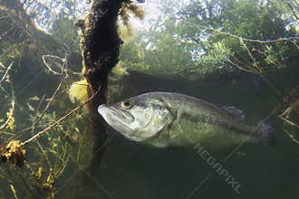 Underwater Largemouth Bass Micropterus salmoides