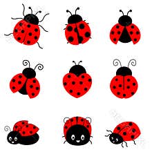 Ladybug