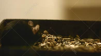 Mice in the dark closeup footage