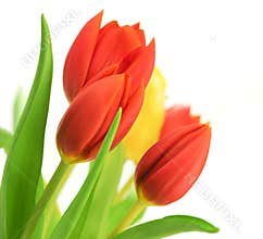 Red Tulips over white